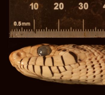 Media type: image;   Herpetology R-80222
